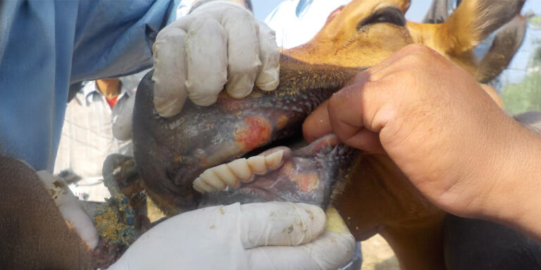 FMD Impact on Game Meat in South Africa